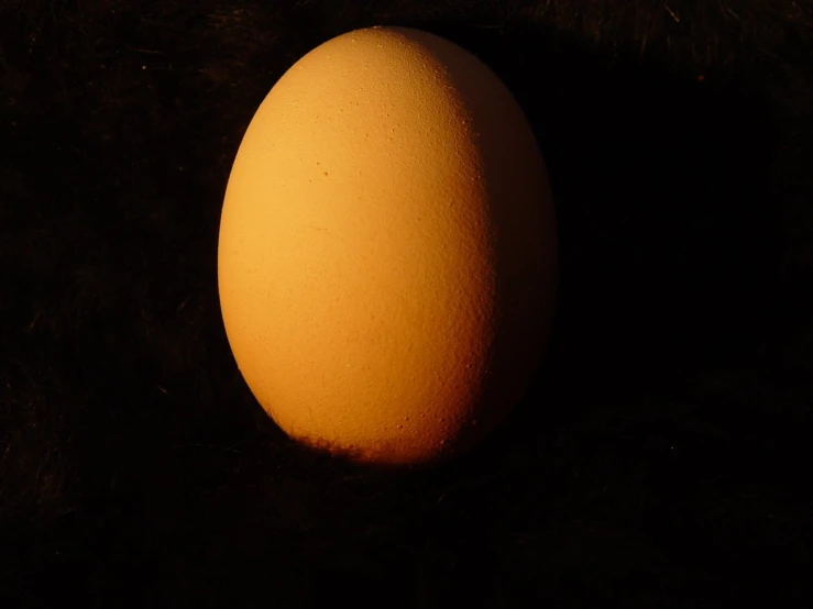 a chicken egg is in the dark on the grass