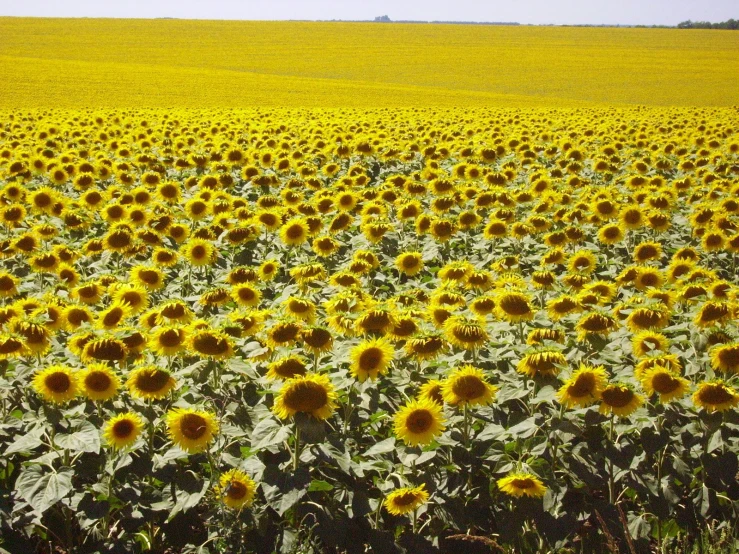 a large field of sunflowers in an open field