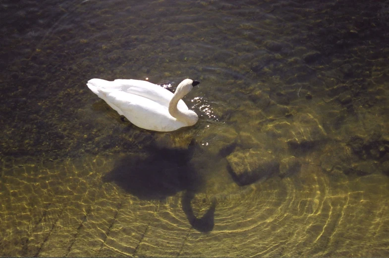 there is a swan floating on the water