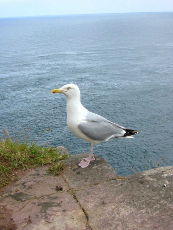 there is a bird that is sitting on the cement