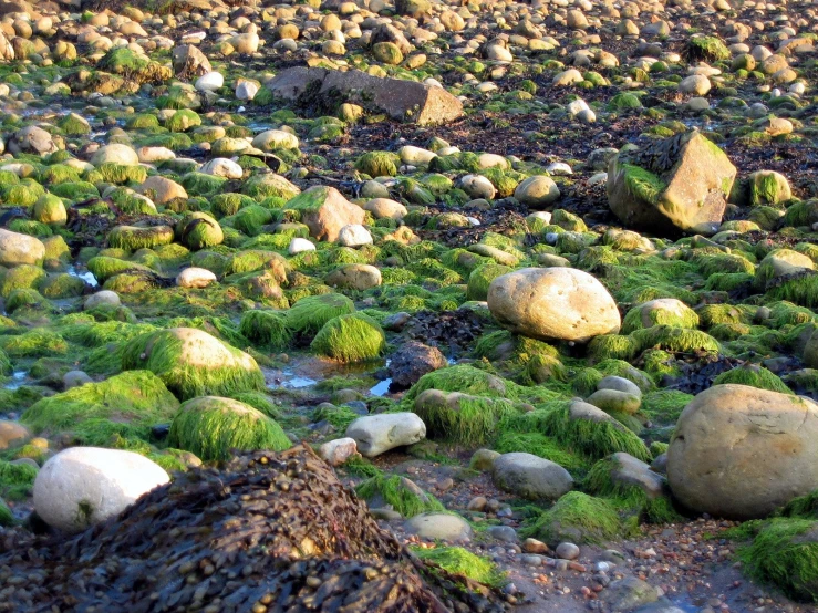a river bed with lots of rocks and green plants