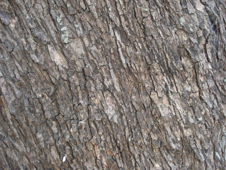 a tree with lots of different sized bark