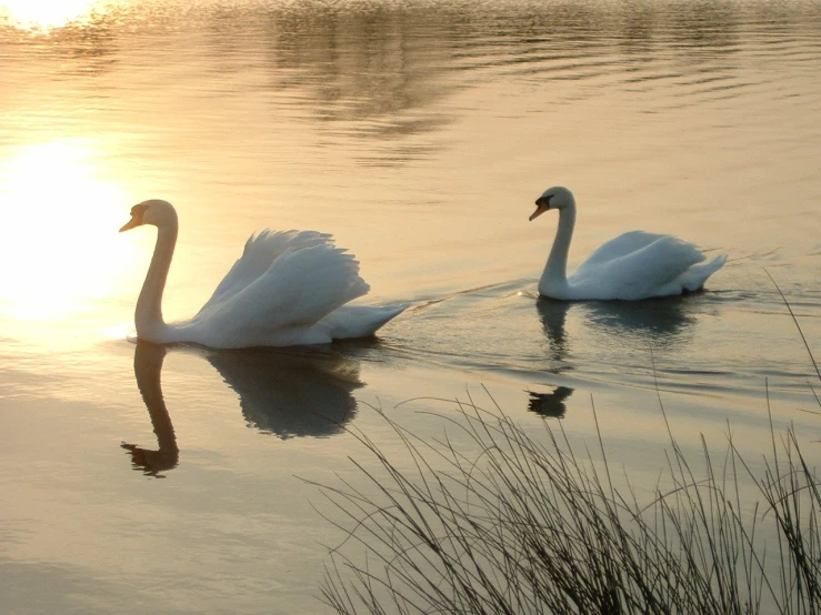 two white swans swim together in the water