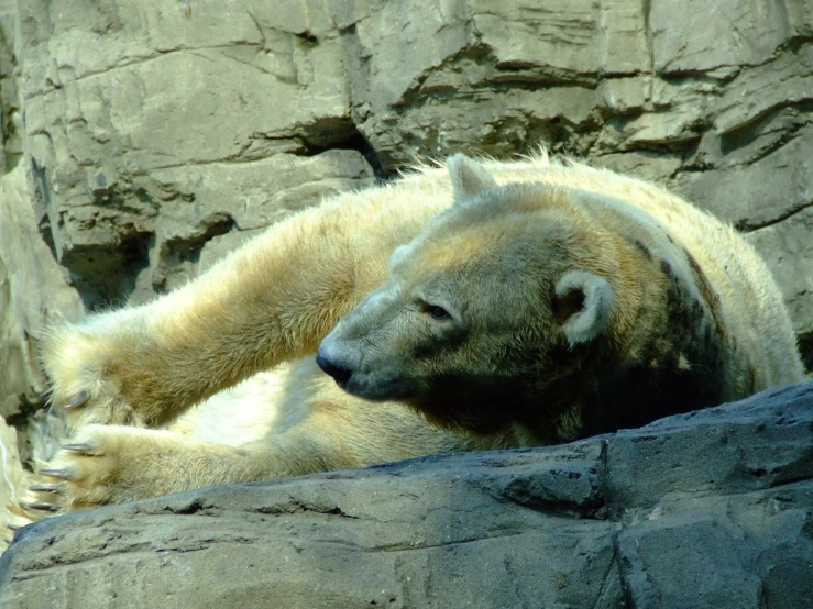 a close up of a bear laying on rocks
