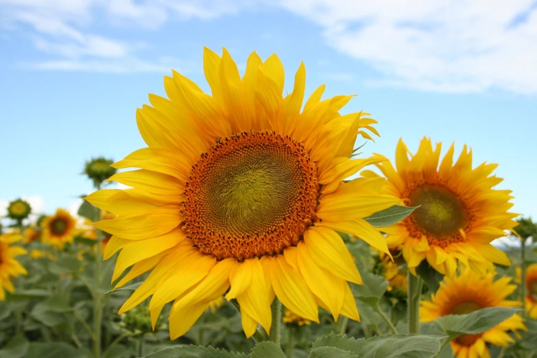 some very big pretty bright yellow sunflowers