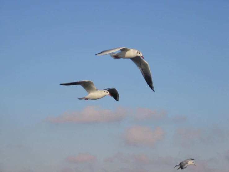 two birds flying in the air next to each other