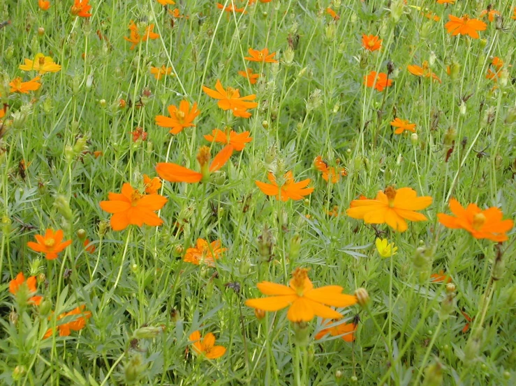 orange flowers growing on green grassy area