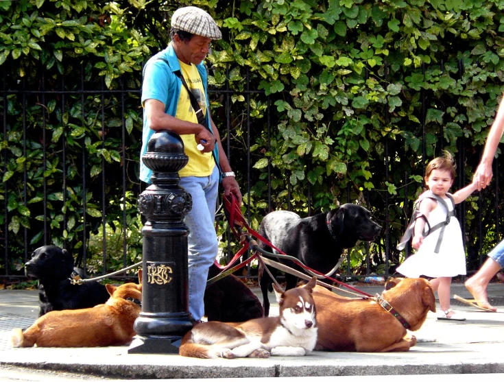 an older man walking two dogs in front of his home