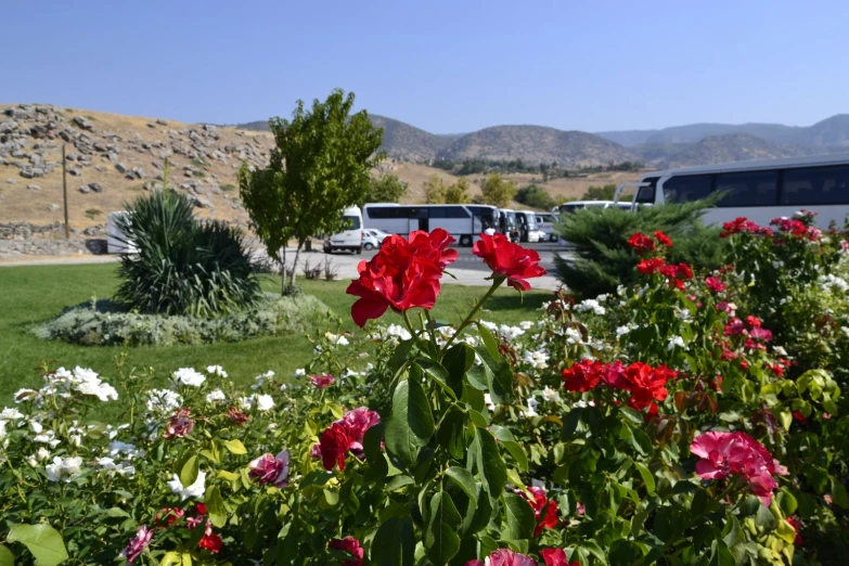 an open field with many red flowers, and many buses