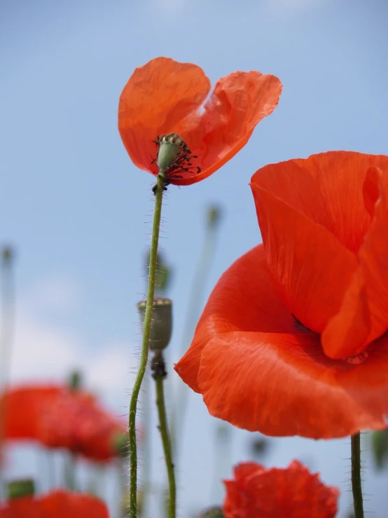 a couple of red flowers in the sky