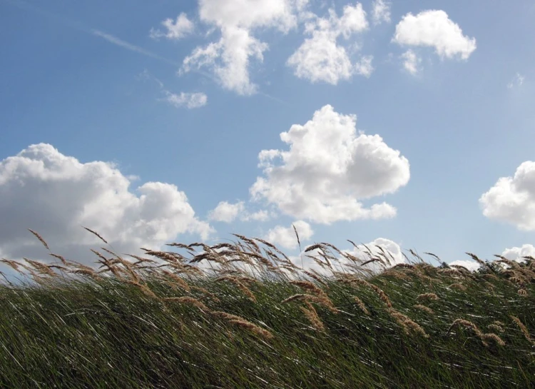 tall grass on the ground with clouds in the sky