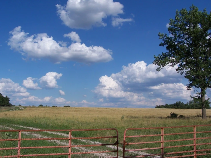 an empty field with green grass and tall trees