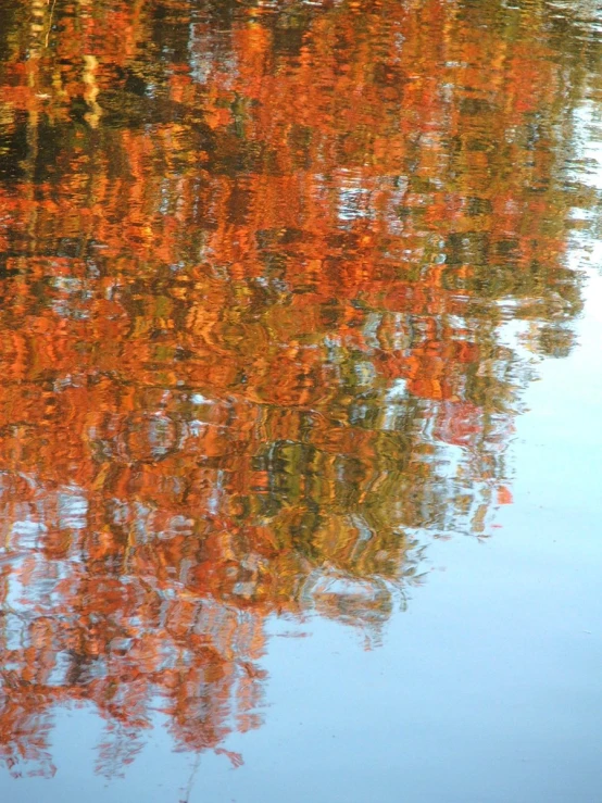 some orange trees reflected in the water