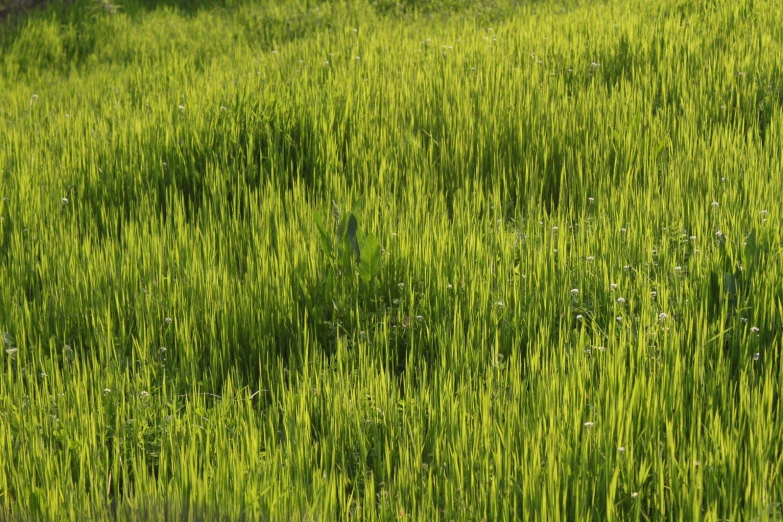 an image of a field with no grass or trees