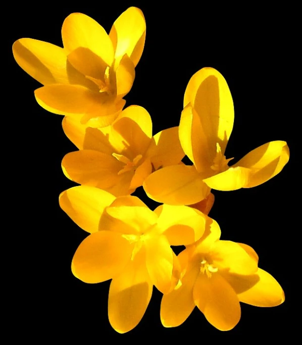 the yellow flowers are blooming up close