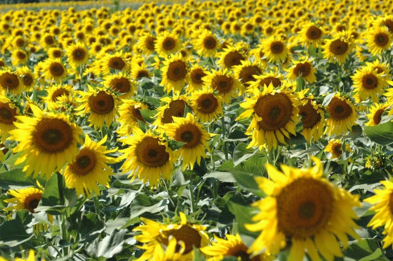 a large field with a lot of sunflowers growing inside