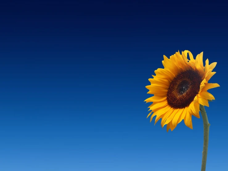 a single sunflower against the blue sky with some wind blowing through it