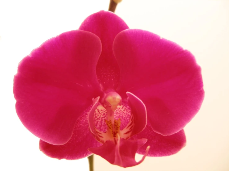 there is a large pink flower growing in a vase