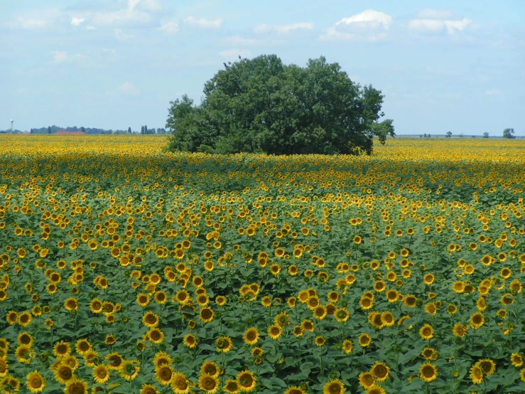 large sunflowers blooming on a field of sunshine in the afternoon