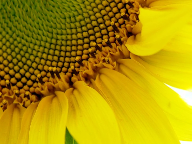 close up view of the center of a large yellow sunflower