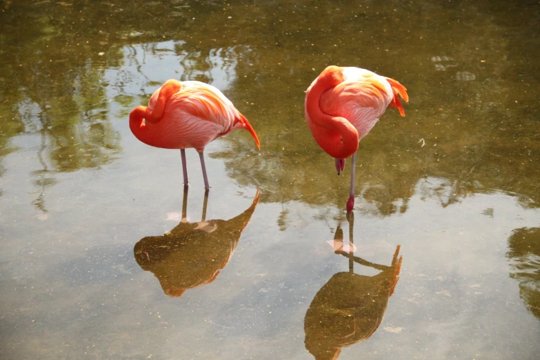 two flamingos are standing on their legs in the water