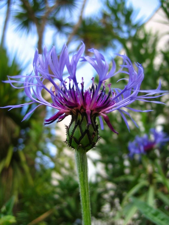 a purple flower with a bee in the middle is blooming