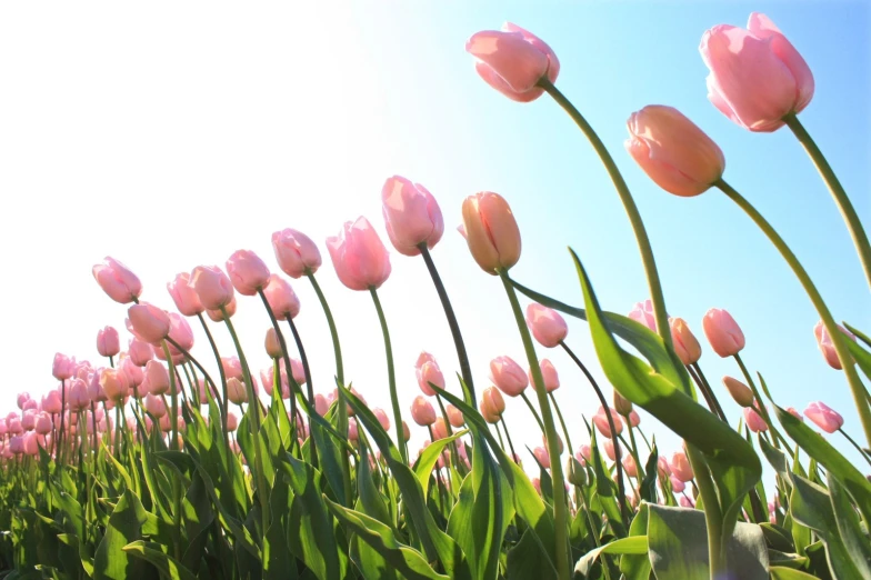 pink tulips grow in a field of green grass