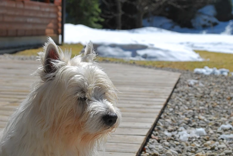 a white dog standing on top of a sidewalk