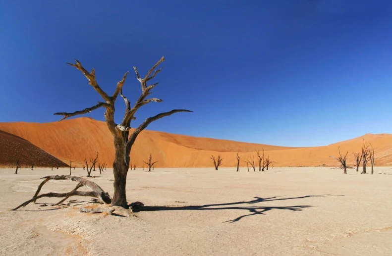 this po shows a barren landscape with trees, sand and a blue sky