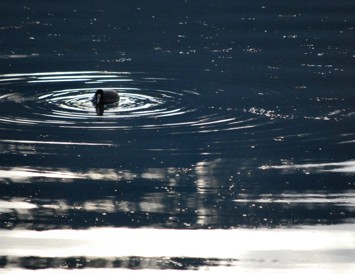 an animal floating on top of a body of water