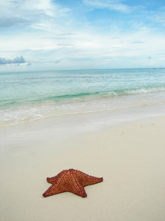 a starfish is laying on a sandy beach