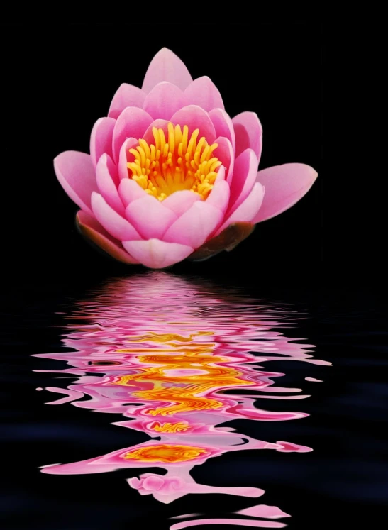 a pink flower floating over water on a black surface