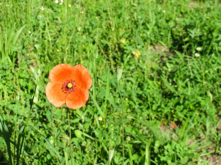 a single red flower in a field full of grass