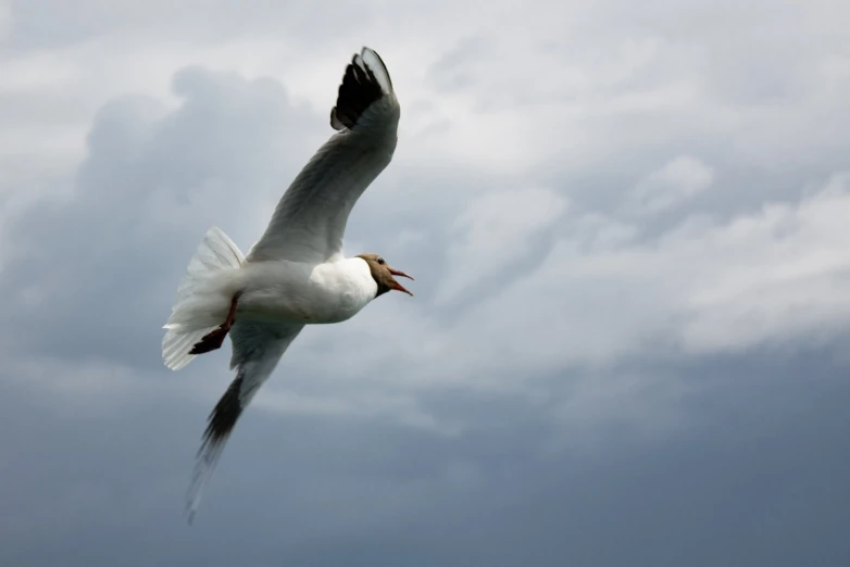 the seagull is flying across the cloudy sky