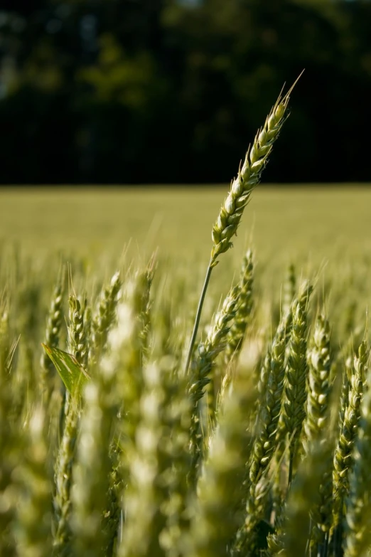 a wheat field with some small buds on top of it