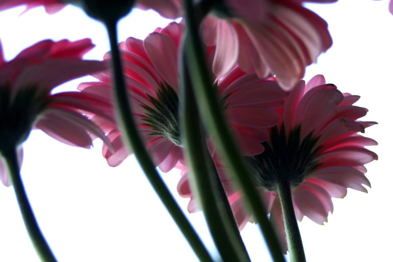 a group of pink flowers sitting on top of a table