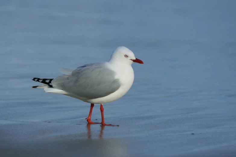 the bird stands still in the water while looking at the shore