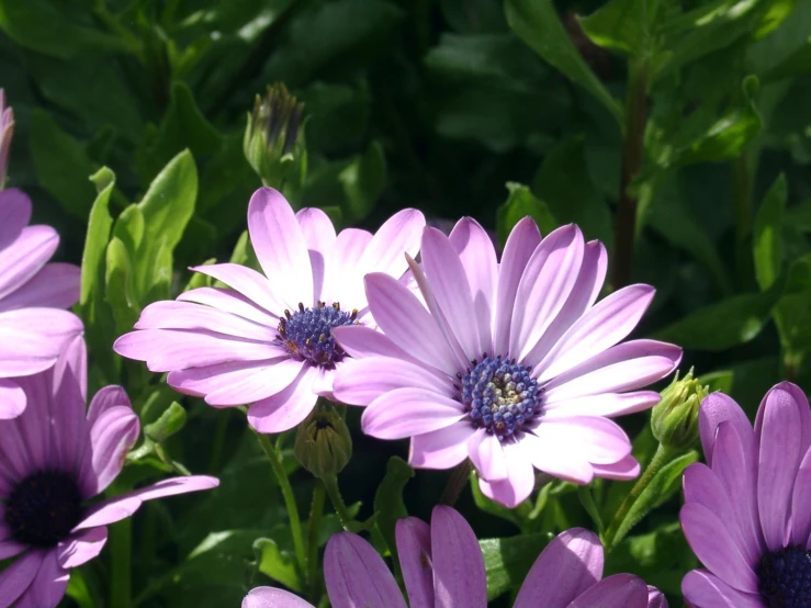 flowers grow in the sunshine on green plants