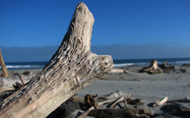 an old tree nch at the beach next to the water