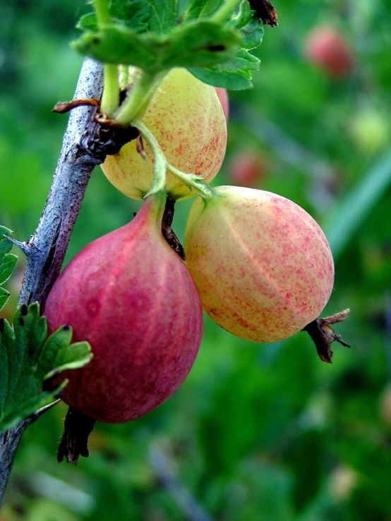 the fruit is hanging on the tree nch