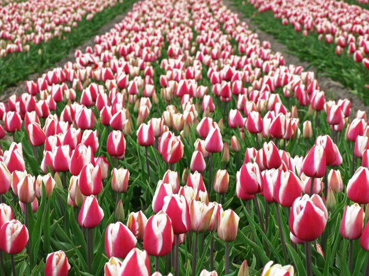 a large field of pink and white tulips in a garden
