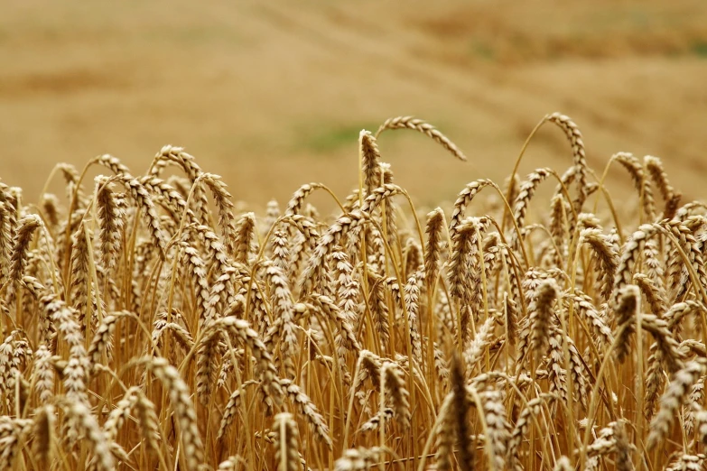 a field with brown wheat ready to be harvested