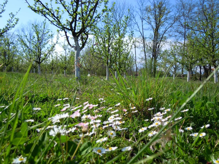 a field with trees and grass on both sides of it