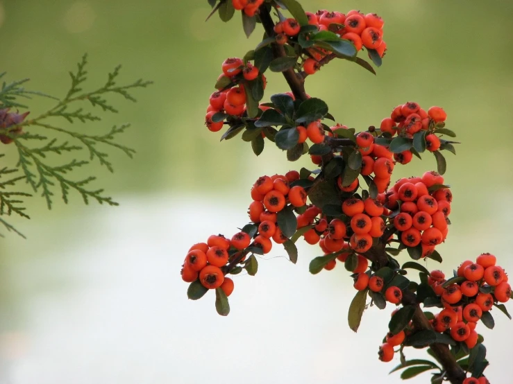 small nches with berries in the center of them