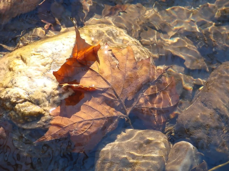 a leaf that is laying on some sand