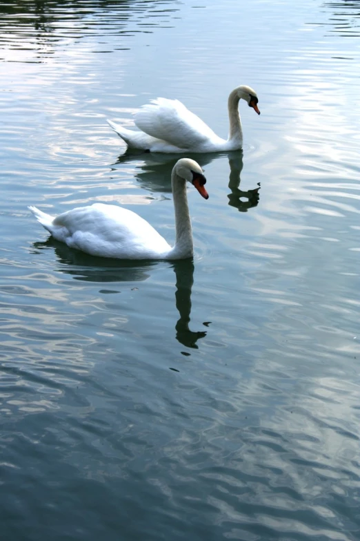 two large white swans swimming in a lake