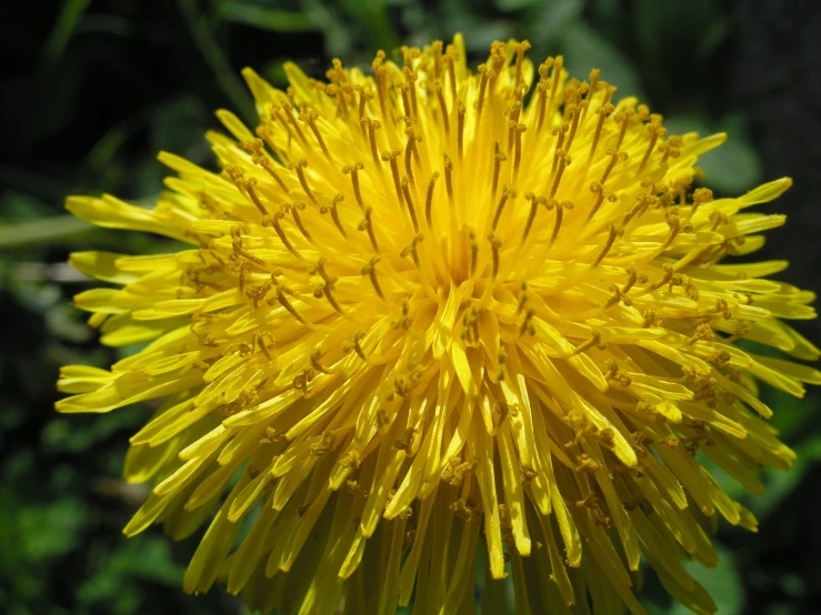 closeup of yellow flower that is dying in the middle