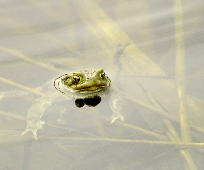 a small toad is sitting in a body of water