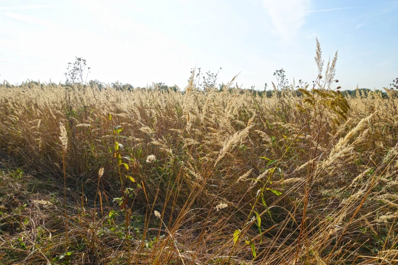 a large field with weeds growing on the ground