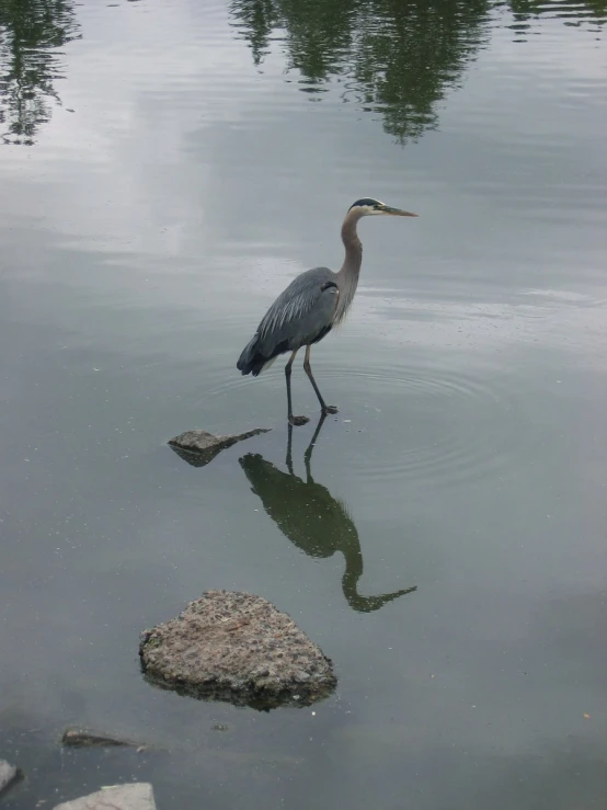 a bird stands in the water near some rocks